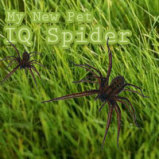 IQ Spider Italian