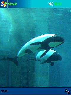 Commerson's Dolphins 2 Theme for Pocket PC