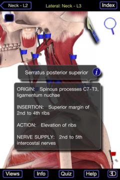 Muscle System - (Original Series) - iPhone edition