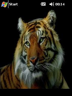 Tiger 4476 gh Theme for Pocket PC