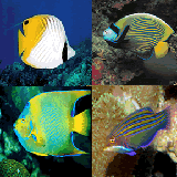Zlauncher Background Image/Colorful Underwater Fishes