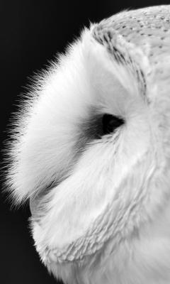 Barn Owl Black And White Live Wallpaper