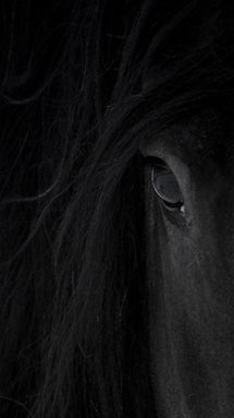 Black Horse