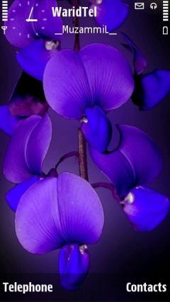 Blue Orchid