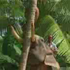 Elephant knocking of the tree(3GP)