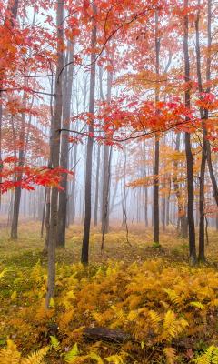 Foggy Afternoon Live Wallpaper