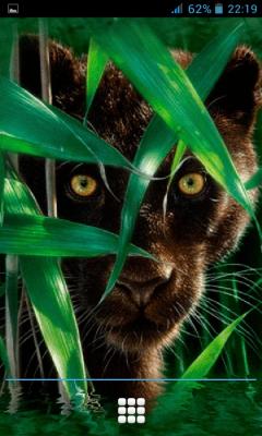 Forest Panther Lwp