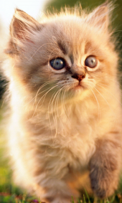 Kitty Pet HD LWP