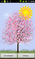 Lonely Cherry Blossom Tree LW