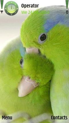 Love Parrots