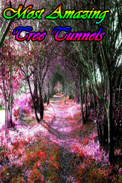 Most Amazing Tree Tunnels