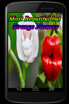 Most Beautiful but Strange Flowers