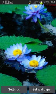 Nature Lotus Lwp