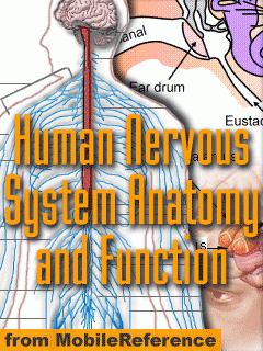 Human Nervous System Quick Study Guide (Anatomical Perspective) from MobileReference