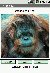 Pet Therapy - Orangutan