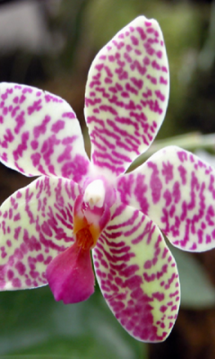 Orchids Garden Live Wallpaper