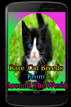 Rare Cat Breeds From Around The World