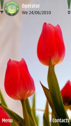 Red Tulip Hd