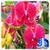 3D Orchid flower Live Wallpaper