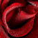 Elegant roses Live Wallpaper