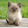 Adorable Himalayan Kitty LWP