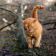 Branch with nice cat HD Wallpaper