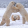 Polar Bear Games Live WP