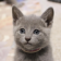 Russian Blue Kitten LWP