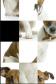 SlidePuzzle - Jack Russel Terrier