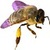 Evader Bee