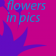 Flowers in pics