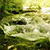 Forest Stream Live Wallpaper 2