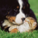 Funny Cats And Dogs Jigsaw Puzzle