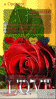 LOVE   RED  rose 225