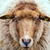 Netherland Sheep Live Wallpaper