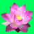 New Lotus flower Tattoo Designs
