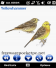 AviaSoft Pocket Birds Europe