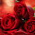 Red Rose Live Wallpaper 2