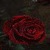 Red Rose Magic LWP