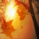 Animated Fall Autumn Glow
