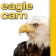 Eagle Cam - WVEC.com Norfolk