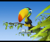 Toucan TAB Toucan TAB