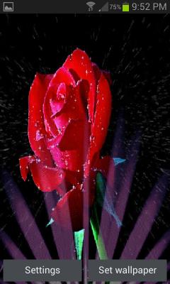 Sparkling Rose Lwp