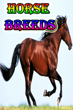 The Horse Breeds