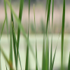 Marsh Grass - Live Motion Wallpaper