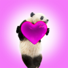 Panda Heart